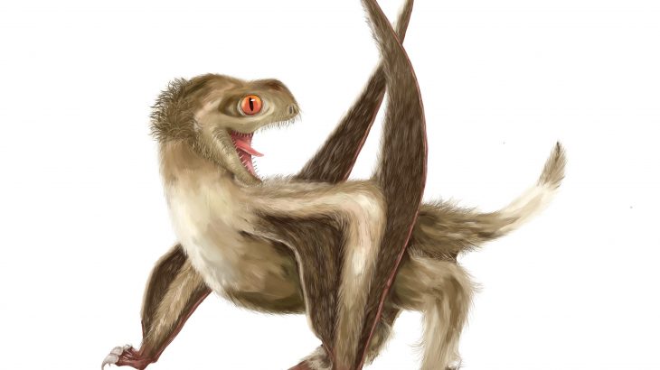 Palaeontologists from the University of Bristol discovered that flying reptiles known as pterosaurs had four different kinds of feathers.