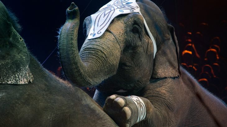 New Jersey Governor Phil Murphy signed “Nosey’s Law” making New Jersey the first state to outlaw the use of wild animals in traveling acts.