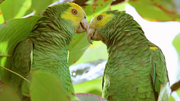 Wildlife social marketing campaigns seek to address the connection between consumer behavior and wildlife conservation.