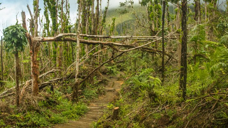 A new study following the aftermath of Hurricane Maria reveals how forests adjust to recover from such powerful storms.