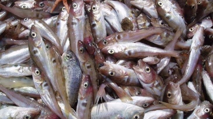 Rates of overfishing have increased over the past 50 years and now a new study has found that conservation success is reliant on past habits.