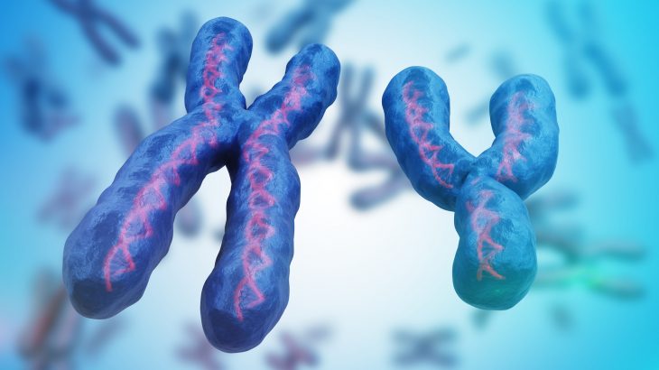 Females generally live longer than males, and researchers from UC San Francisco may have found an explanation for why this is.