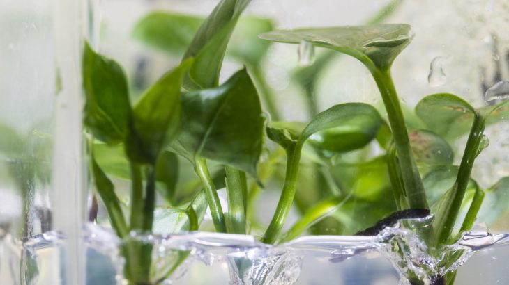Researchers have genetically modified a common plant to remove chloroform and benzene from the air in your home.