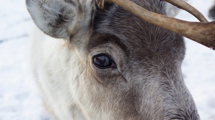 A look at the differences (and similarities) between reindeer and caribou as well as the people who herd reindeer across the world.