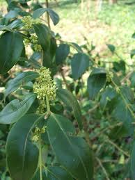 Boxwood