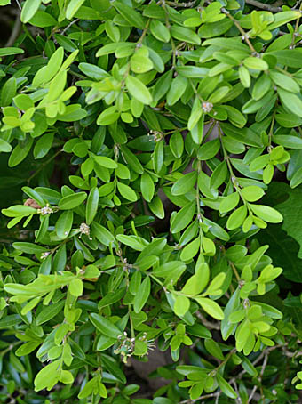 Mexican boxwood