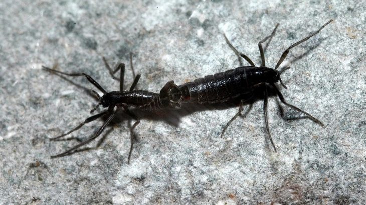 Researchers have discovered that a non-native species of midge is a major threat to terrestrial ecosystems in Antarctica.