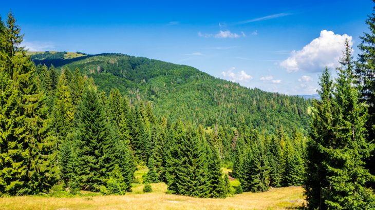 As global warming continues to lengthen growing seasons, there are two possible scenarios for coniferous forests.