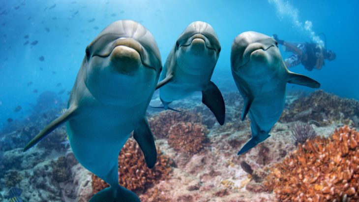 Researchers have discovered that some dolphins enjoy watching television, and they are not picky about what is on.