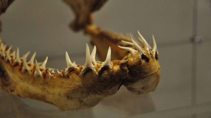 Placoderms give us some insight into how primitive jaws developed into the contemporary structures with which we are familiar.