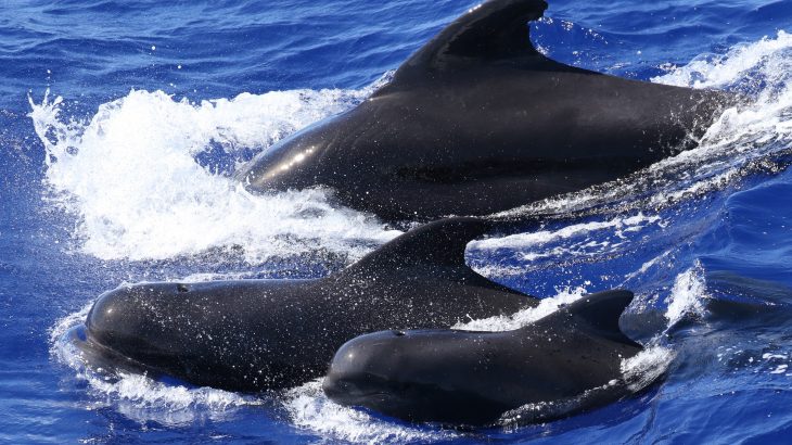 New research has revealed how pilot whales have their own accents depending on which social group they belong to.