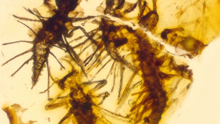A new study from the University of Oxford has found the first direct evidence of how ancient insects hatched.