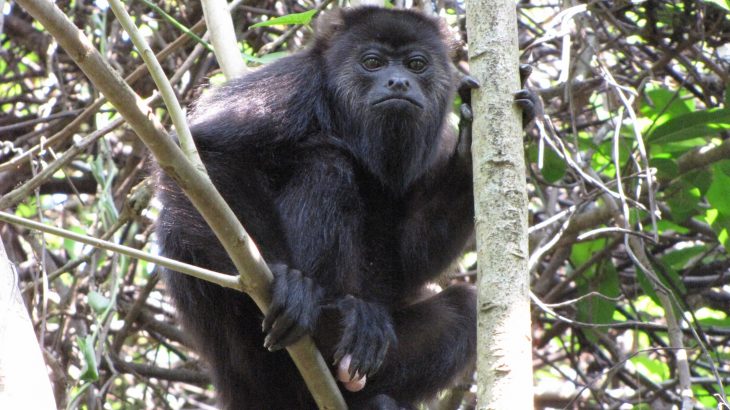 Researchers are still working to unravel the mysteries of speciation, and a new study of hybrid howler monkeys is offering some key insights.