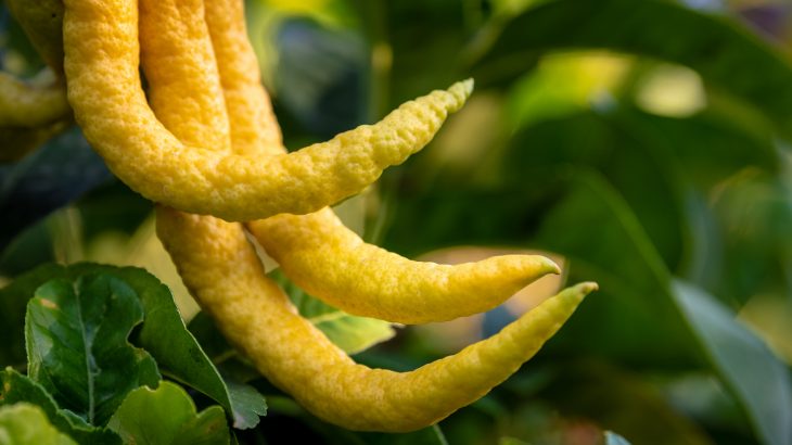 A new study highlights the role of Jewish culture in the widespread adoption of citrus fruit by early societies.