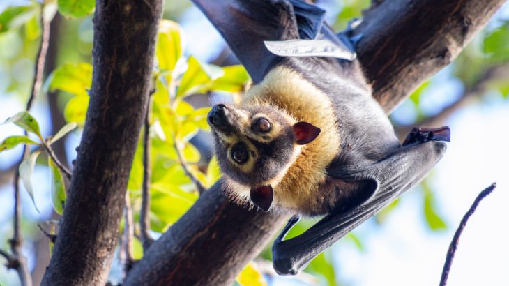 A recent heat wave in Queensland, Australia killed off a huge number of spectacled flying foxes. Extreme weather events are becoming more common, putting wildlife in danger.