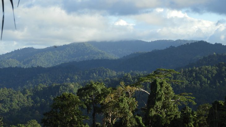 Experts at Oregon State University have identified a remarkable way that tropical forests manage to maintain their biodiversity.