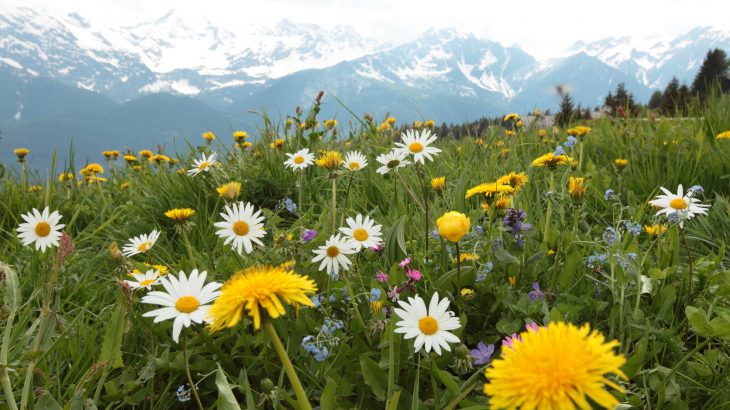 A new study has revealed that plants not only sense changes in their environment, but they also have a memory of them.