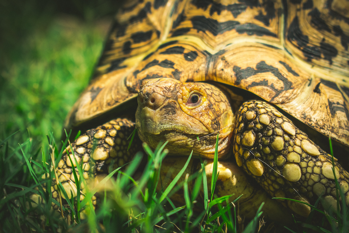 Inside The Illegal Trade Of Turtles And Tortoises Earth