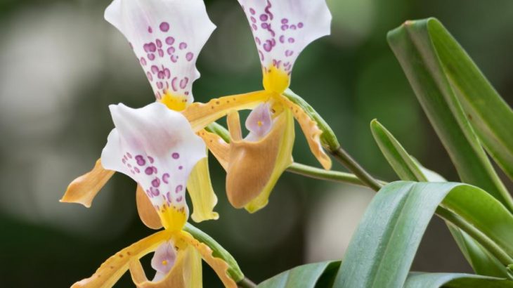 Overall, the team from Royal Botanic Gardens Kew discovered a total of 128 plants and 44 species of fungi this year.