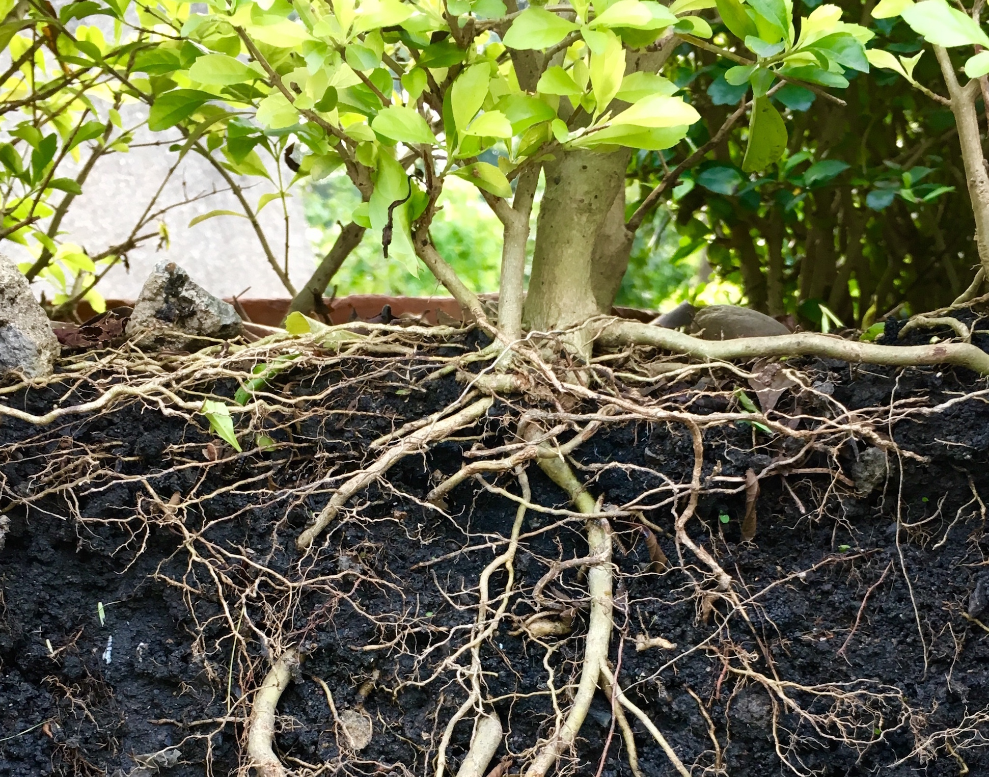 Plant Root Plant Root