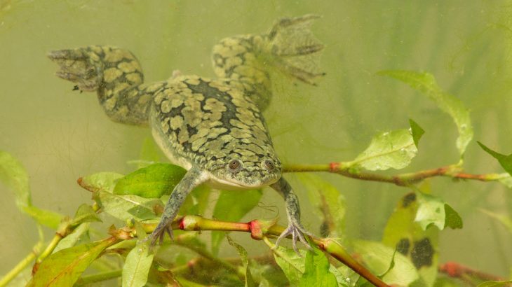 African clawed frogs are known for being cannibals of their own offspring, but also prey upon tadpoles of other species.