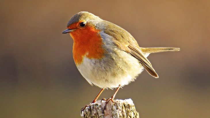 A new study shows that noise from wind turbines interferes with a strategy used by robins to protect their territory.