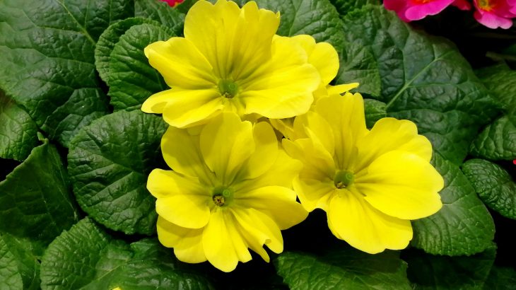 For over 150 years, scientists have been working to solve the mystery of the primrose plant and its two unique flowering forms.