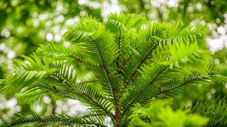 A new study from the University of Queensland has identified more than 50 Australian plant species that could vanish over the next decade.