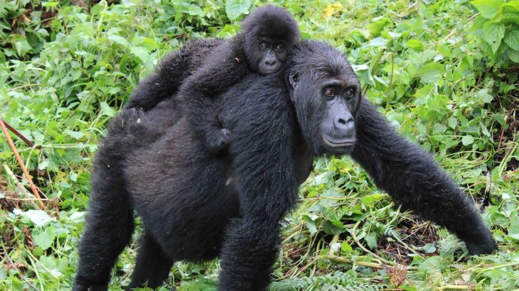 Grauer's gorilla, which is classified as critically endangered, has recently lost genetic diversity and has accumulated harmful mutations.