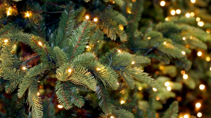 Christmas tree pine needles could soon be used in a wide array of products including paint and food sweeteners.