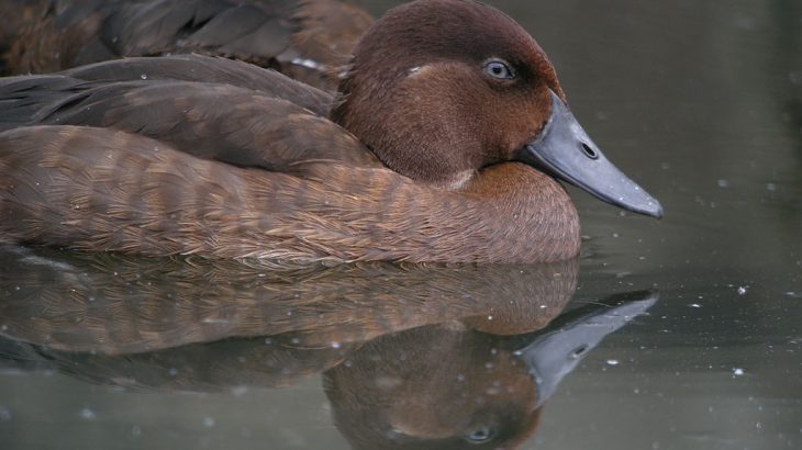 Madagascar pochards were believed to be extinct for 15 years, and are now likely to be the rarest birds in the world.