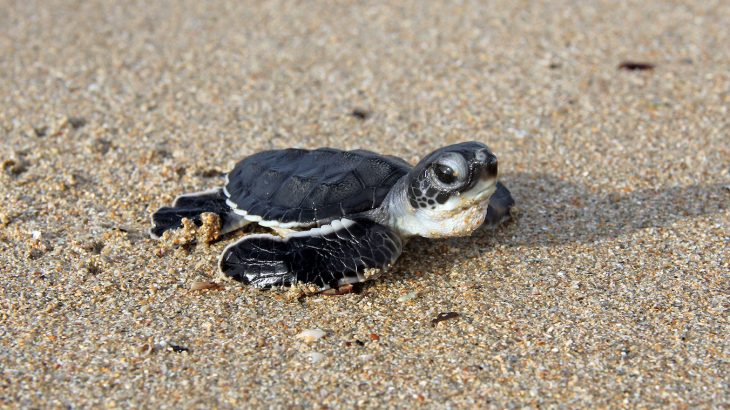 Researchers are warning that up to 93 percent of green turtle hatchlings could be born female by the end of this century.