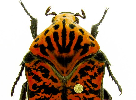 Three new species of beetle will forever share their names with the dragons from the HBO series “Game of Thrones.”
