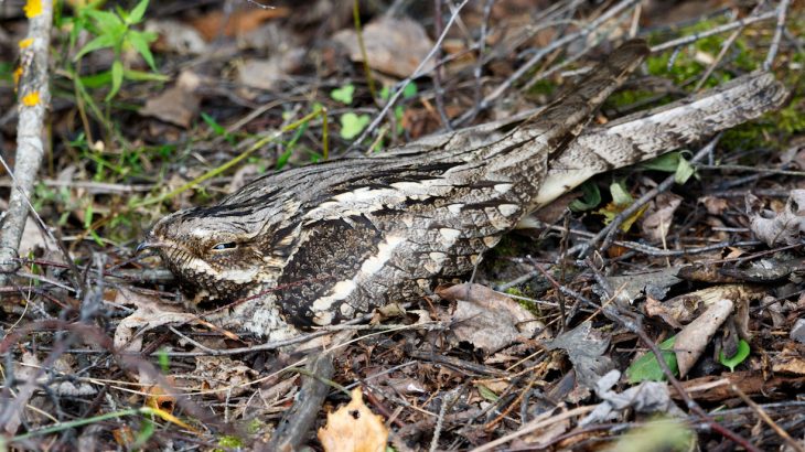 The European nightjar is nocturnal, and because of their brown feathers, nightjars blend in seamlessly with their natural habitat.