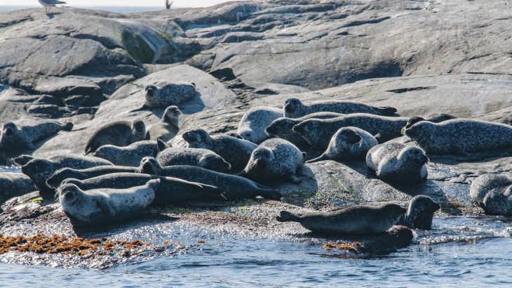 Climate change, nutrient levels in the ocean, and fisheries have a far greater impact on Baltic Sea fish stocks than seals do.