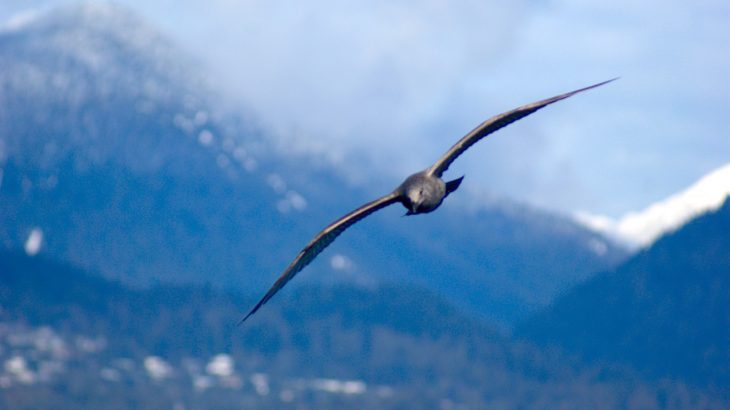 Researchers are sharing new details about how gulls contour their wing shape to stabilize their flight in what is called wing morphing.