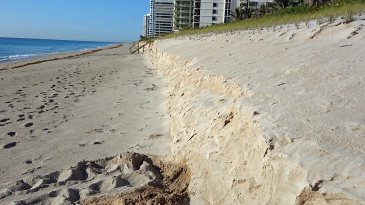 The experts report that seagrass beds can reduce the need for the expensive beach nourishments that are currently used.