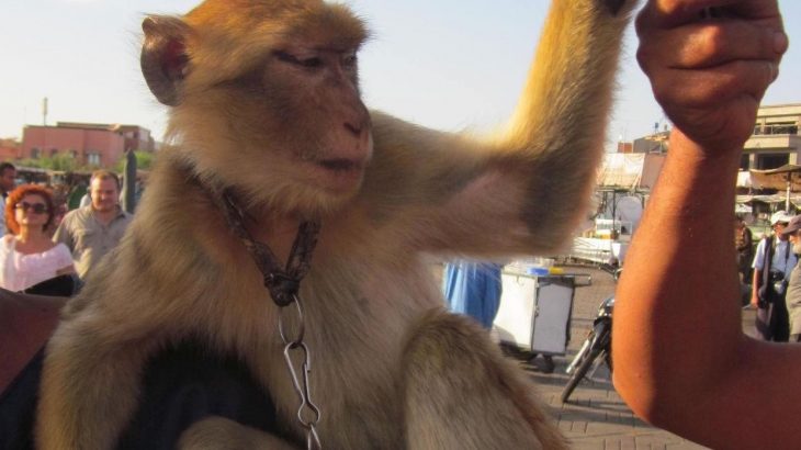 Even though Barbary macaques are highly endangered, one barbary macaque may end posing 18 times per hour for photos.