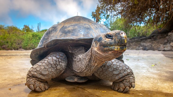 The sale and distribution of fireworks have been banned across the Galapagos Islands in an effort to protect the region's wildlife.