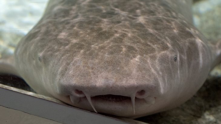 The embryos of tawny nurse sharks have been demonstrated to migrate between their mothers' two uteri...and to cannibalize their siblings.