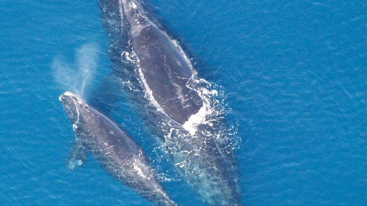 The first right whale calf of the season has been spotted off the coast of Florida, and this is a very hopeful sight to many conservationists.