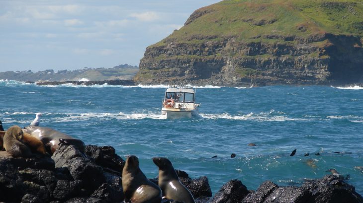 A recent study proves that ecotourism in Australia may be causing more chaos among the seal population than intended.