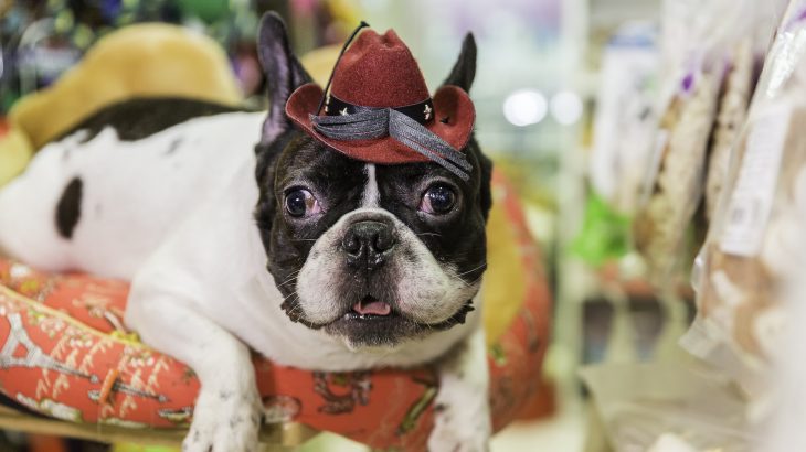 California has banned the sale of puppies, cats, and rabbits in retail stores and will now only allow animals from rescue organizations.