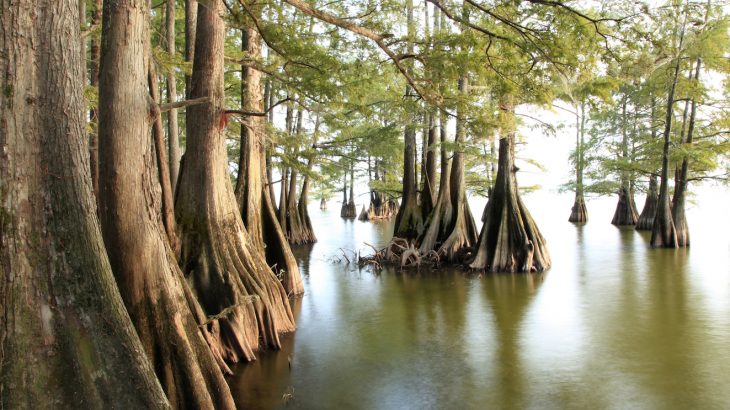 U.S. wetlands are rapidly disappearing, but researchers may have found a new solution for restoring degraded wetlands in Louisiana.