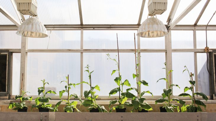 Crops can be modified with a photorespiratory shortcut that makes them 40 percent more productive in real-world conditions.