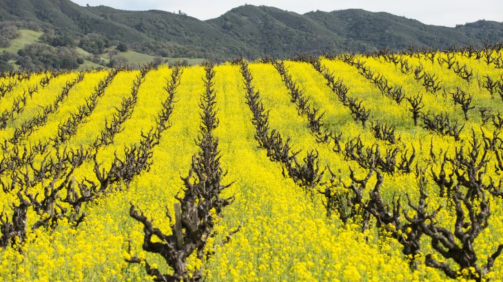 The cover crops used in between growing seasons may be warming wintertime temperatures in the northern United States and southern Canada.