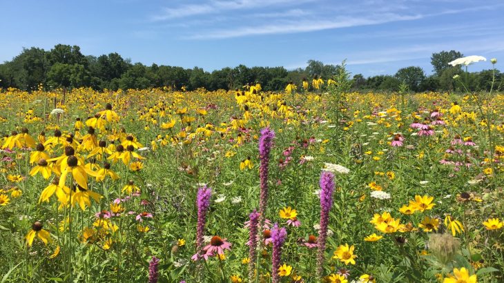 Some 99% of North American prairies have been turned over to agriculture, while conservationists work to restore the endangered ecosystem.