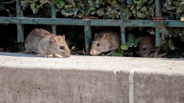 A new study has found that flea and ticks feeding on humans were behind the 35 cases of bubonic plague in Glasgow, Scotland in 1900.