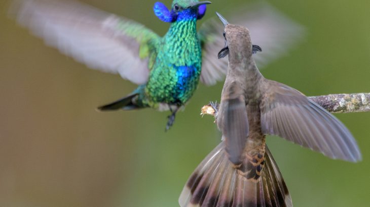 In South America, some male hummingbirds have lost their feeding advantage and instead evolved bills with teeth and hooks for fighting.
