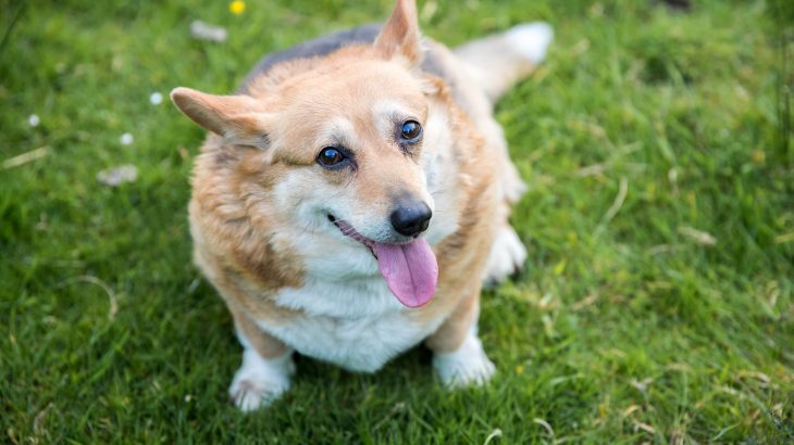 A new study has revealed that overweight dogs do not usually live as long as dogs that have more ideal body weights.